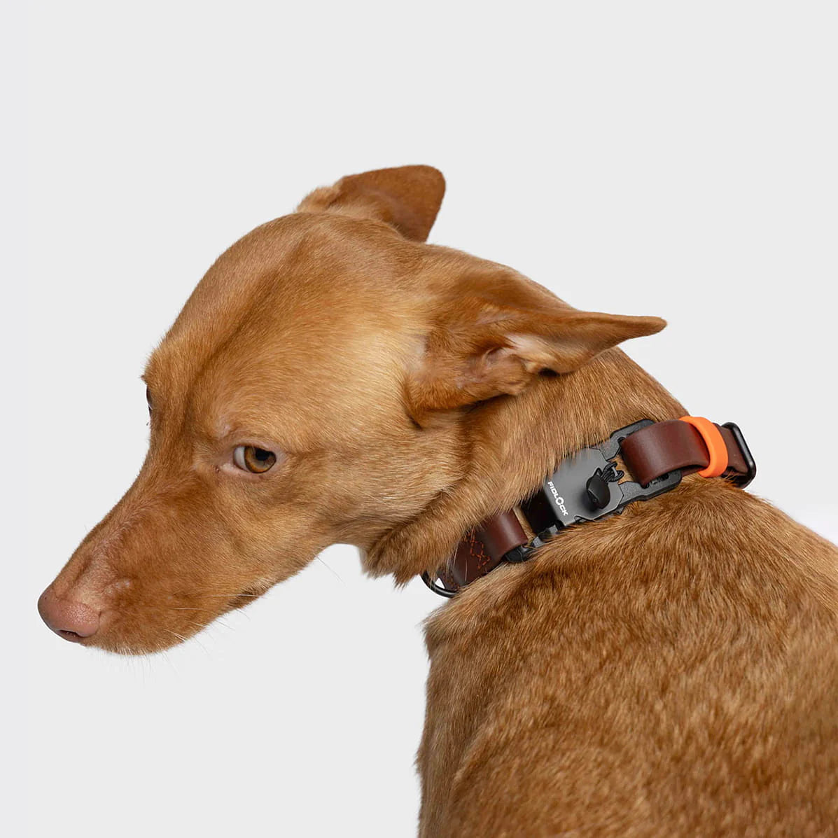 Brown dog wearing a collar with a visible brand logo on a light gray background