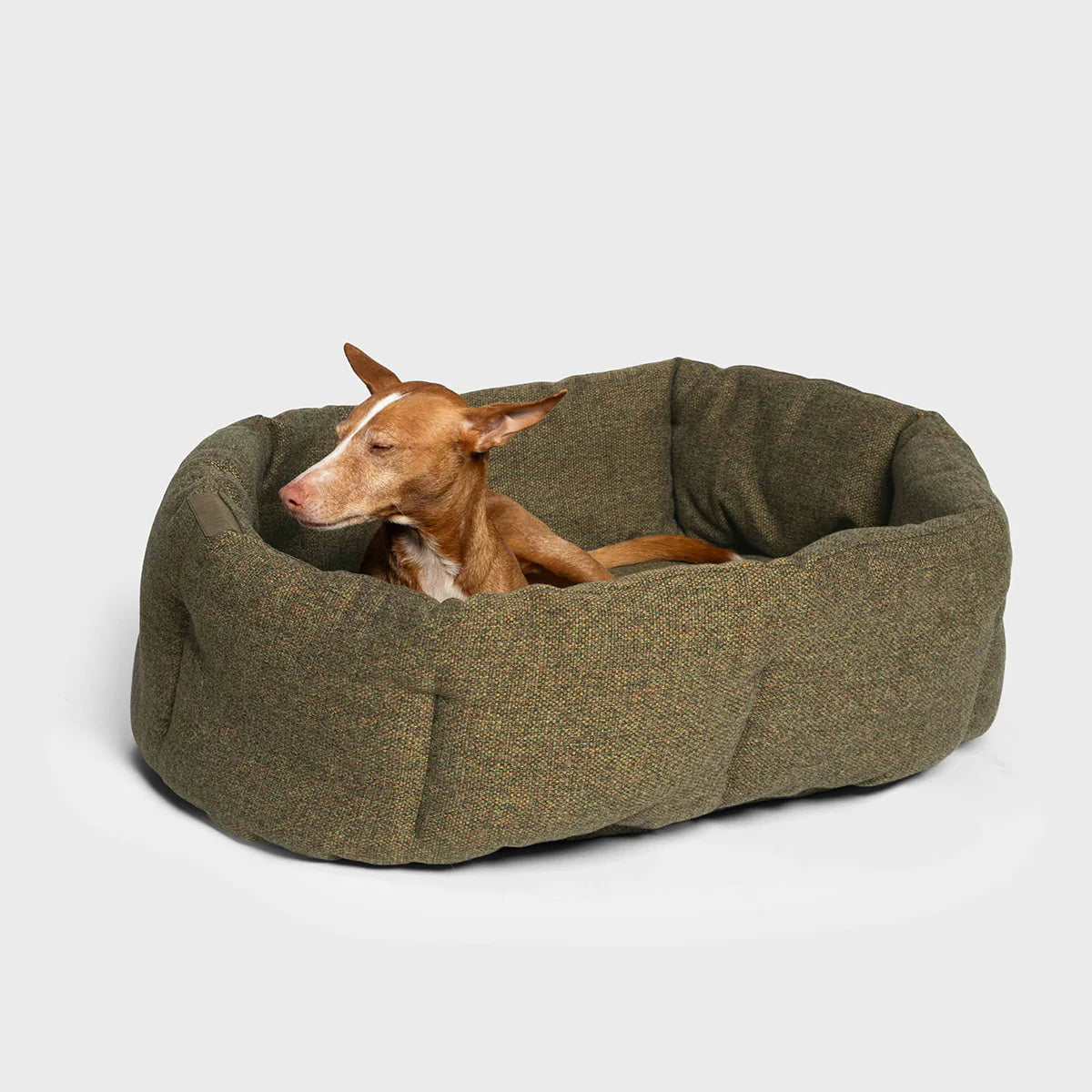Dog lying in a green pet bed on a light gray background
