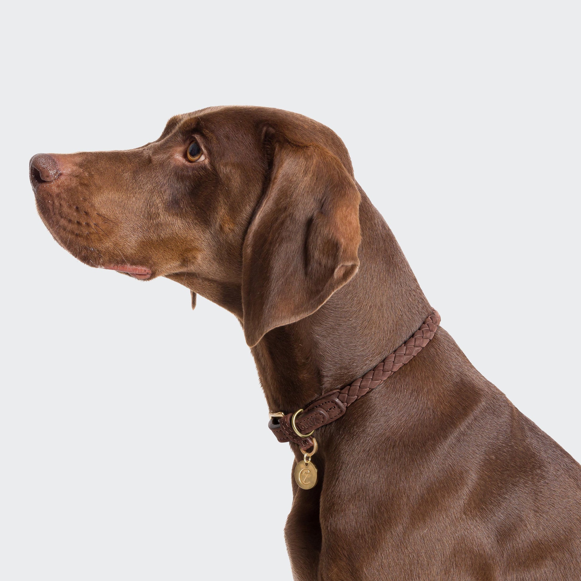 Close-up of hand-braided nubuck leather dog collar with solid brass hardware.