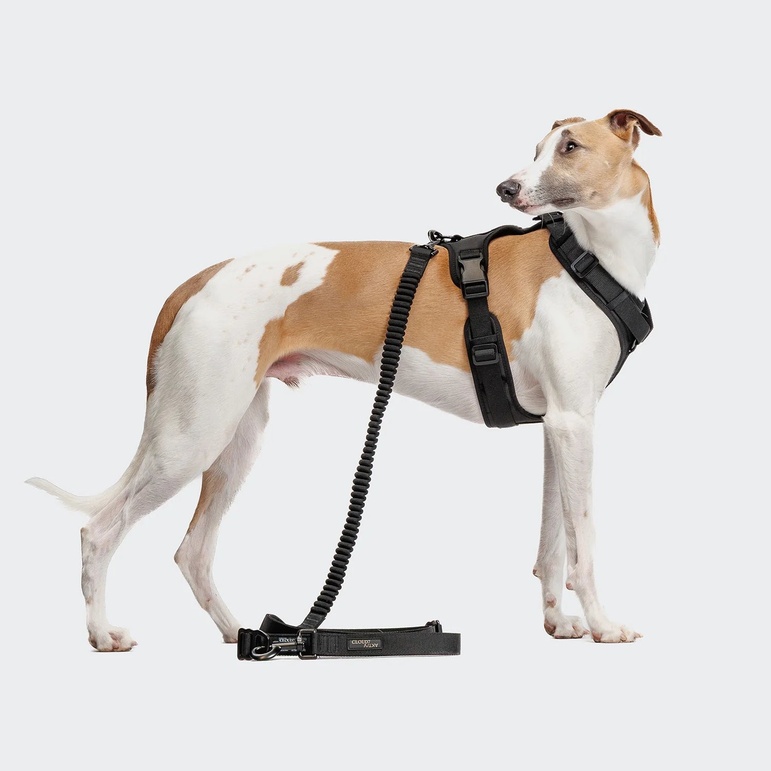 Dog wearing a black harness with a leash on a white background