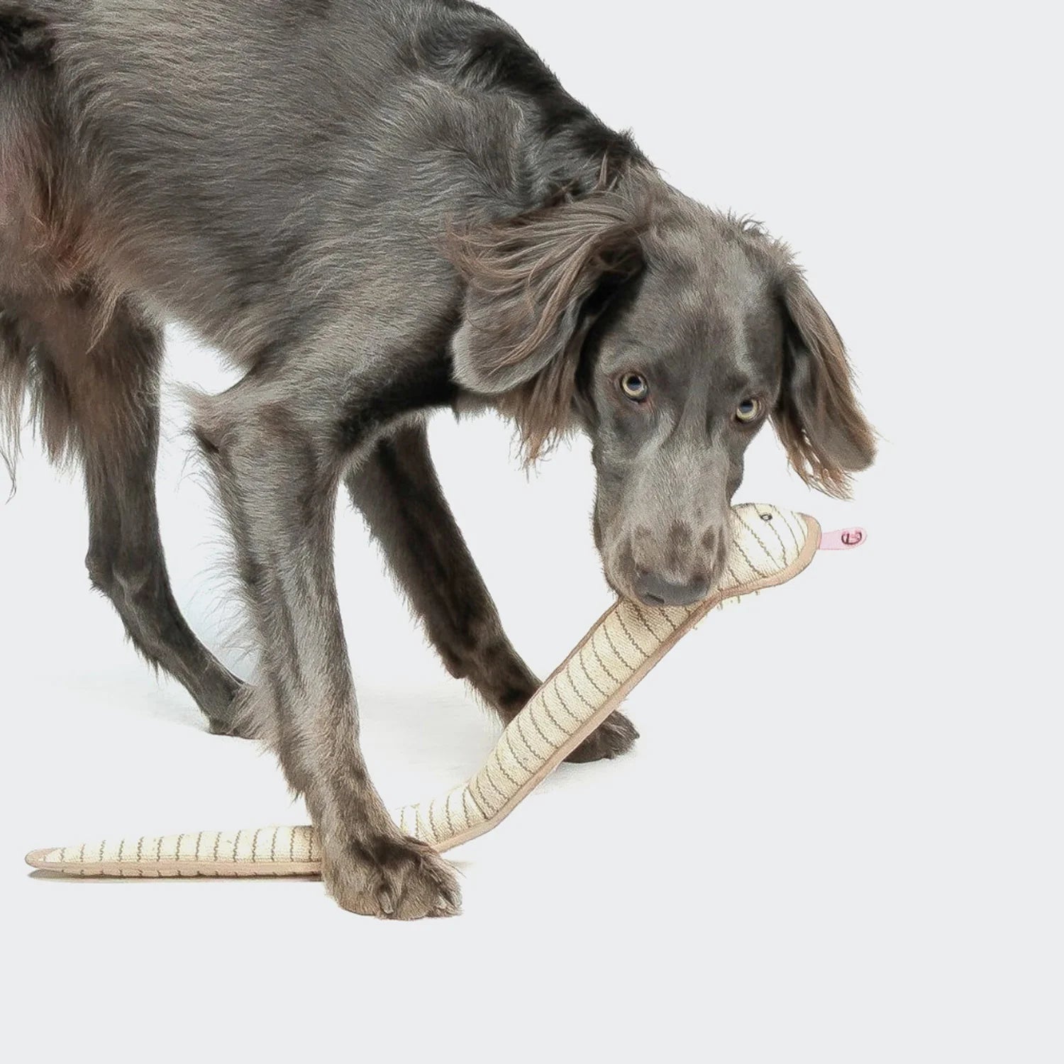 Dog playing with a toy on a white background