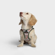 Cloud7 Step-In Harness LTTL Blossoms for puppies and small dogs with breathable mesh lining from Bell & Beau.