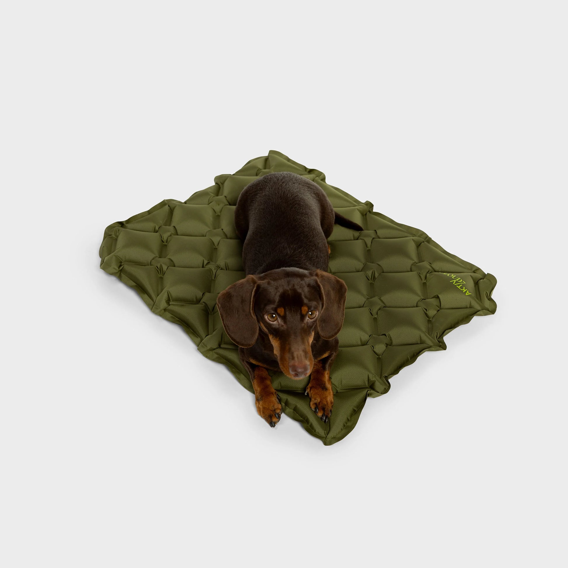 Dog lying on a green quilted mat with a white background