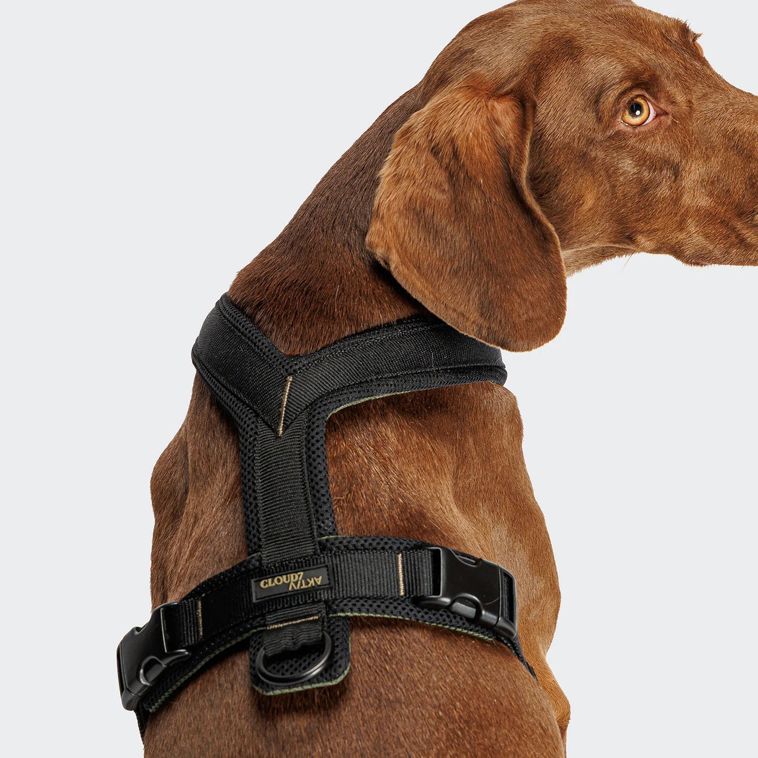 Lightweight performance dog harness with front and back lead attachment points.