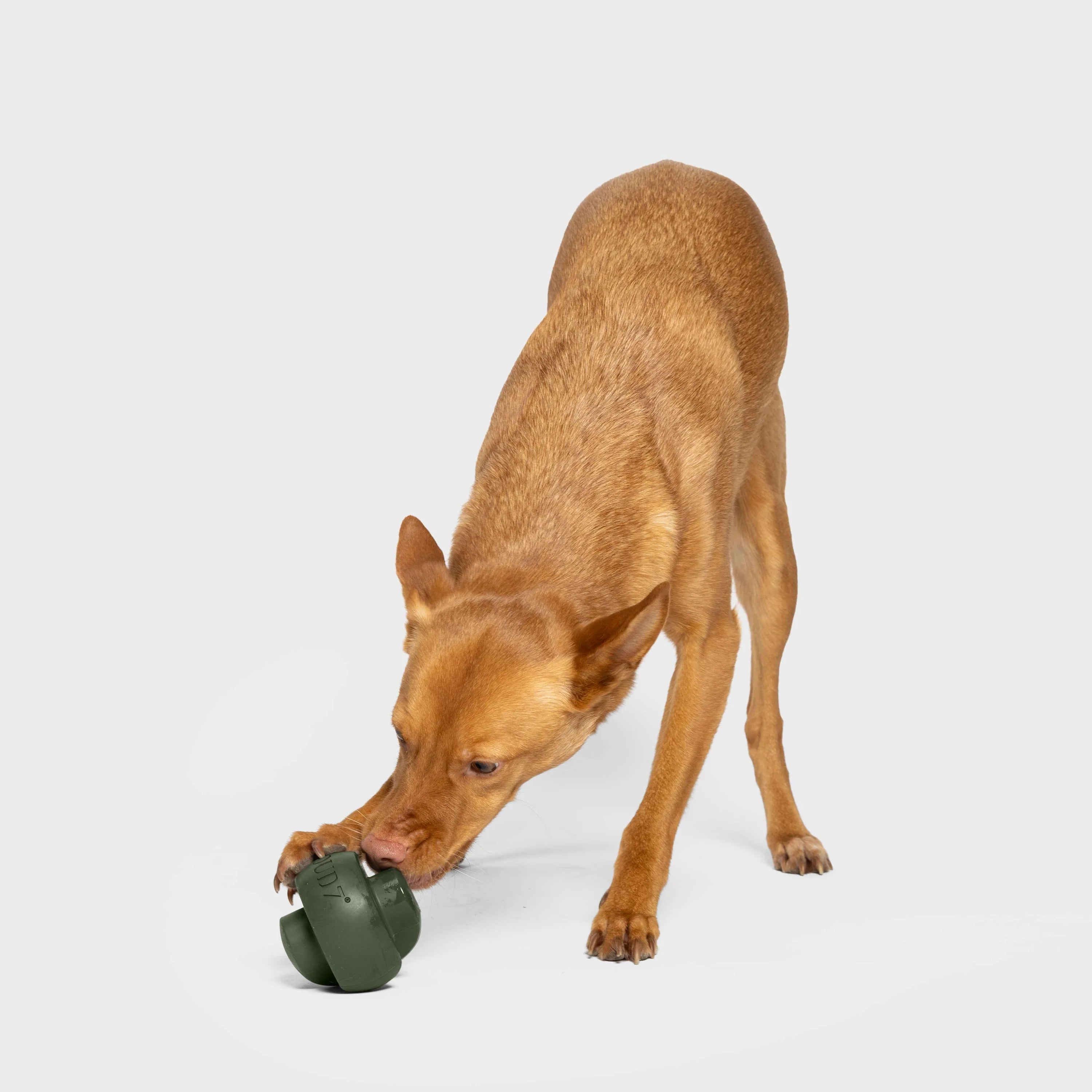 Natural rubber dog enrichment toy with non-slip surface and durable bite-resistant construction.