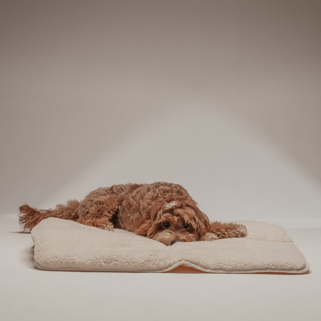 dog on a travel mat sleepy 