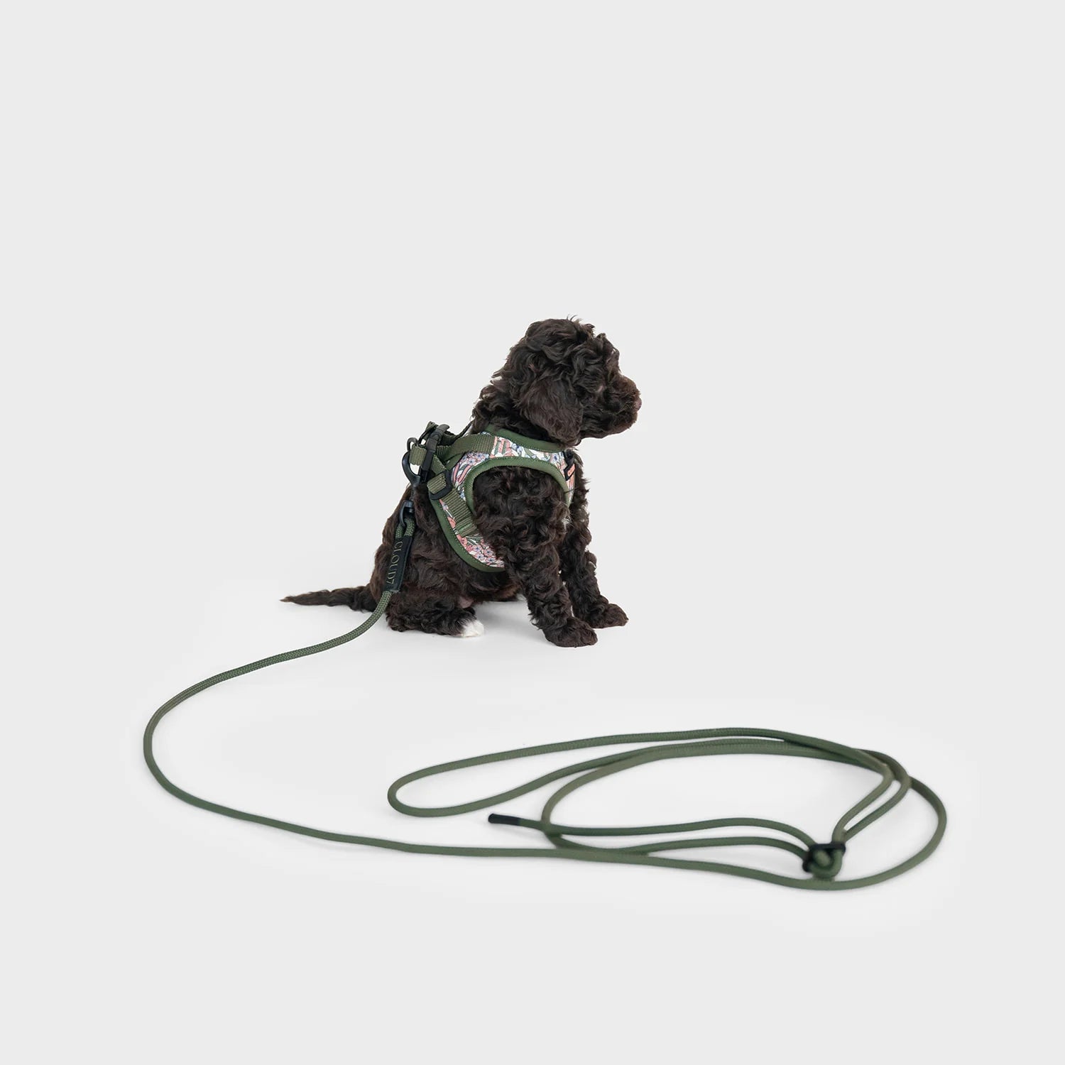 Small dog wearing a green harness and leash on a light gray background