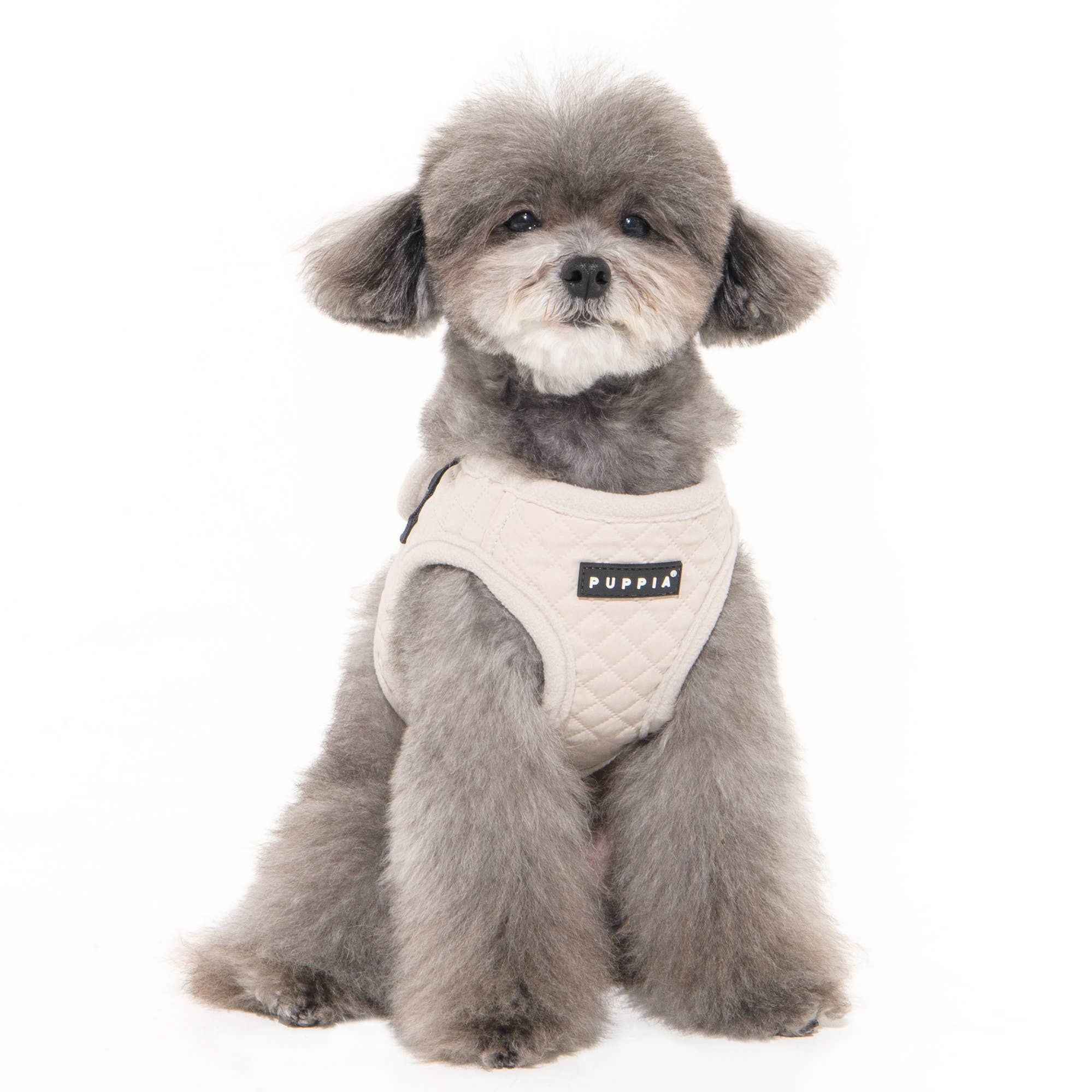 Small dog wearing a white harness with 'Puppia' branding on a white background