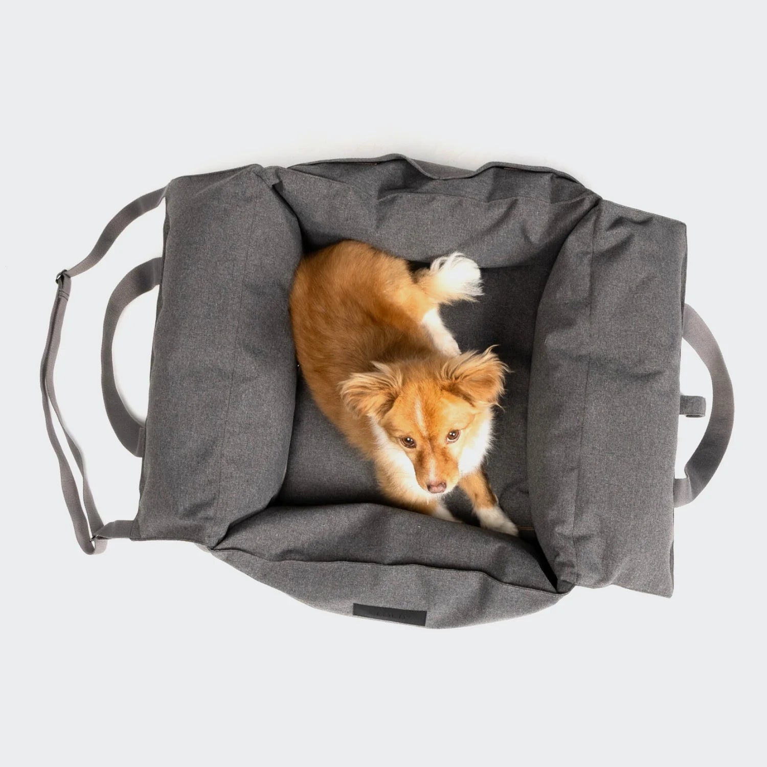 Small dog inside a gray carrying bag on a light gray background