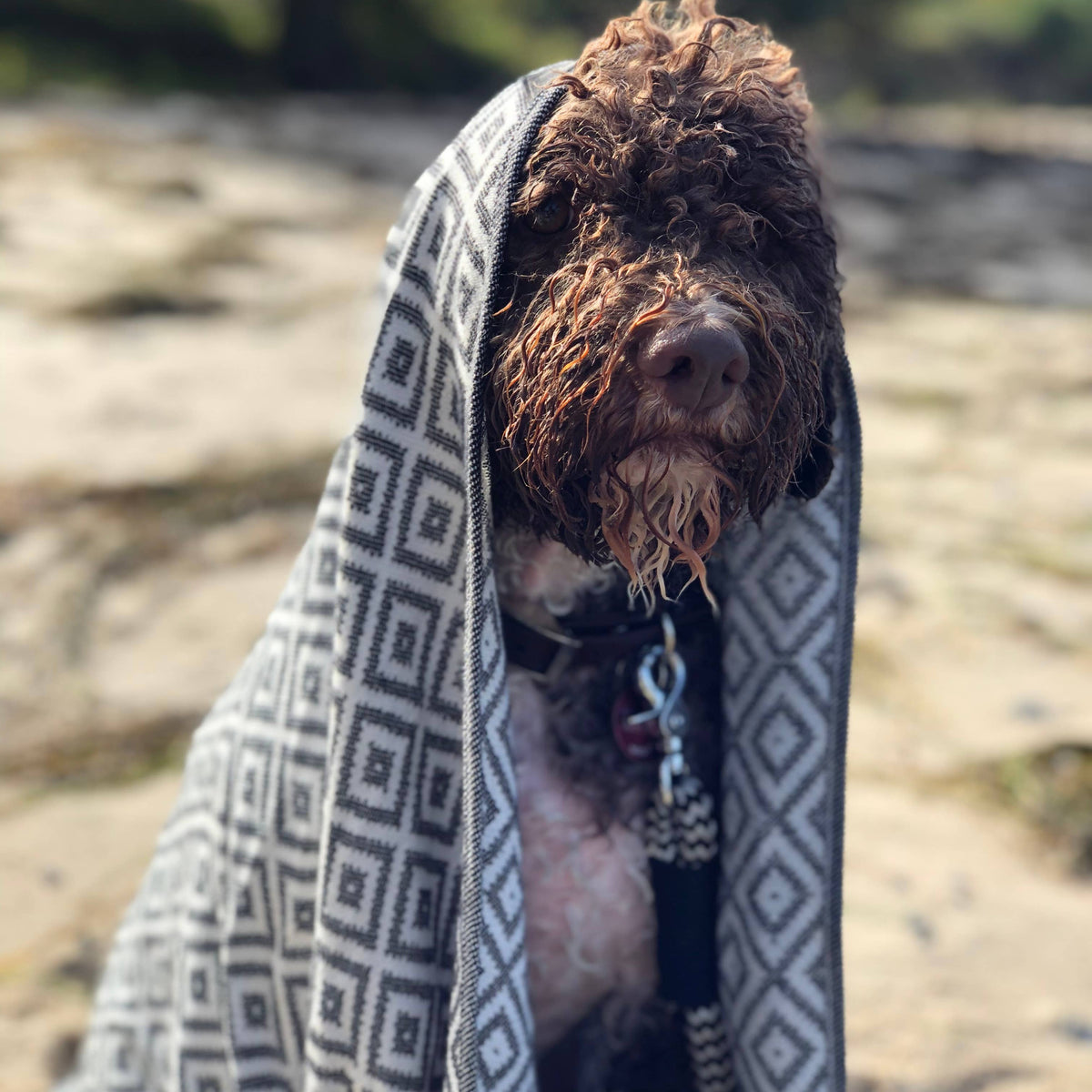 Contemporary Labbvenn dog towel for stylish everyday dog care.