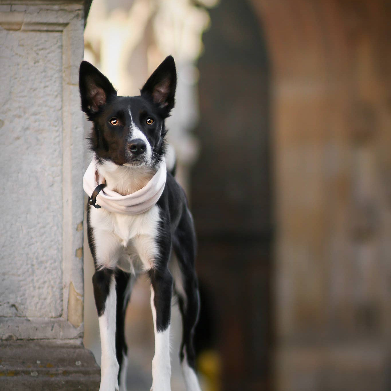 Luxury knitted dog neck warmer by Labbvenn for stylish winter walks.