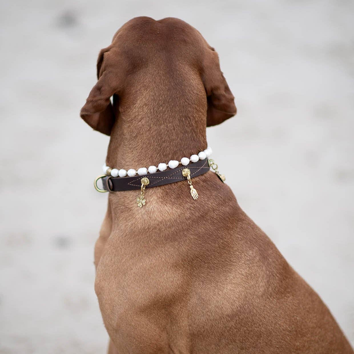Brown dog wearing a pearl collar on a blurred background