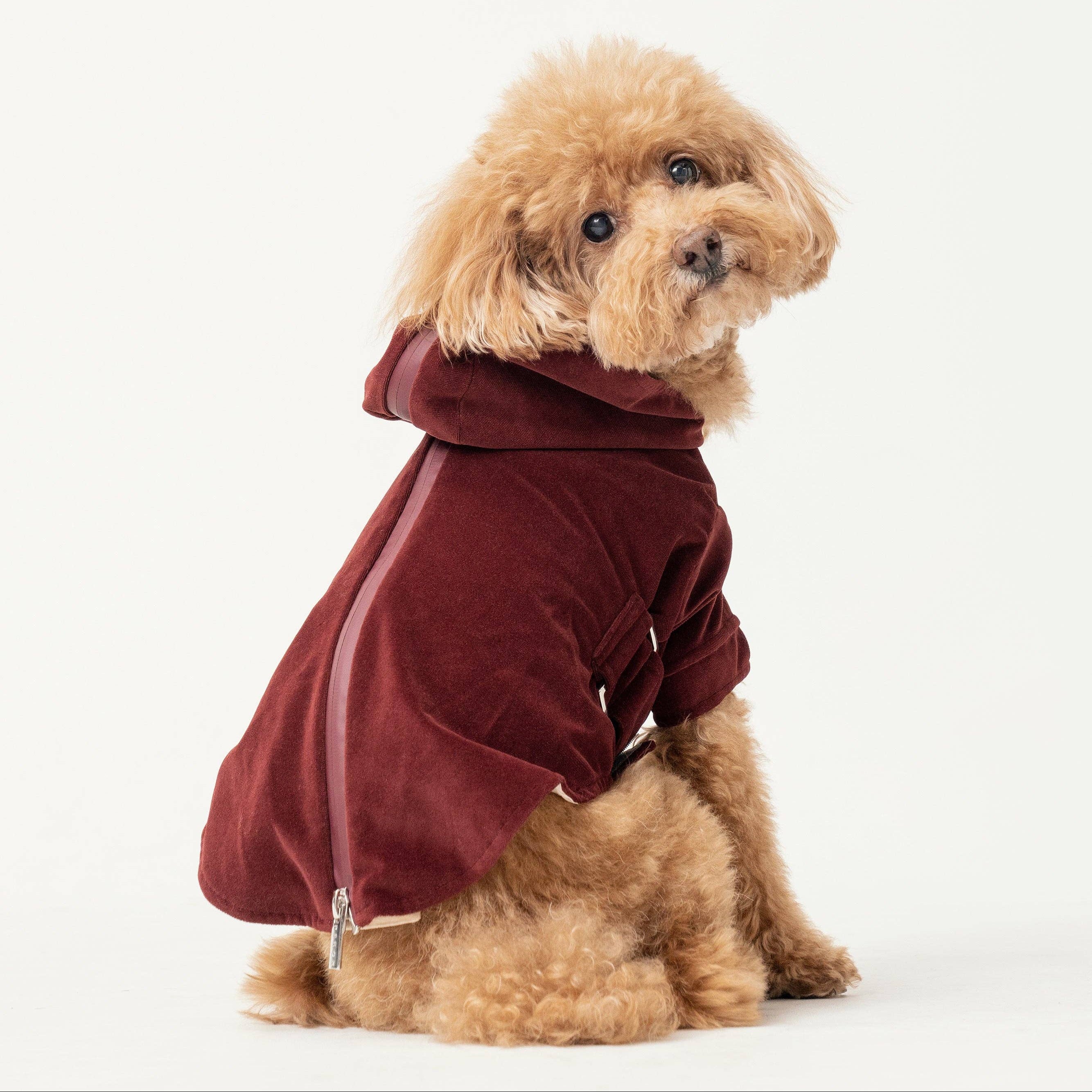 Small dog wearing a maroon hoodie on a white background