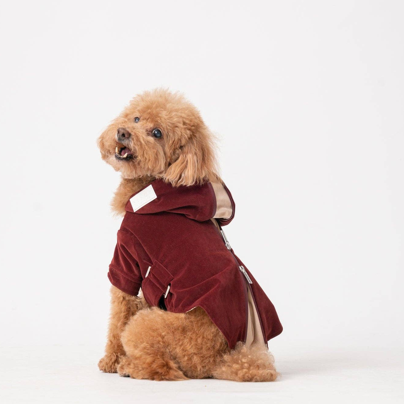 Small dog wearing a maroon coat on a white background