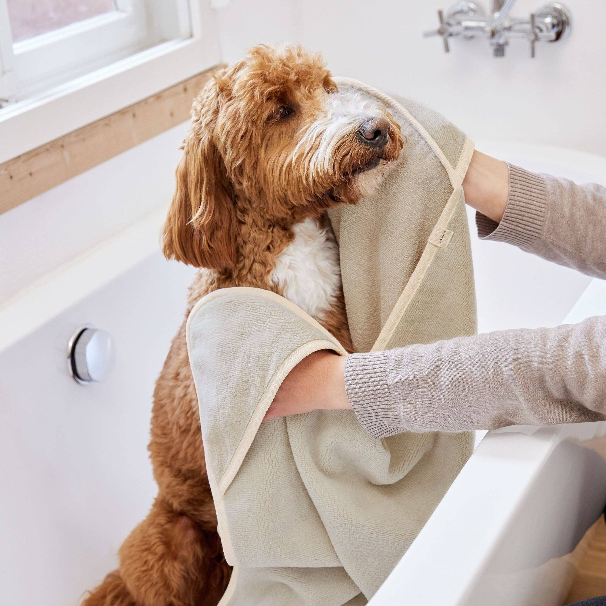 Dog being dried with a towel after a bath in a bathroom setting