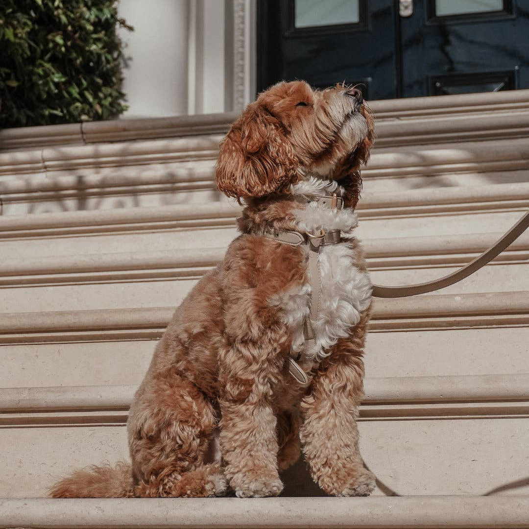 Brown dog sitting on a set of stairs with a leash attached