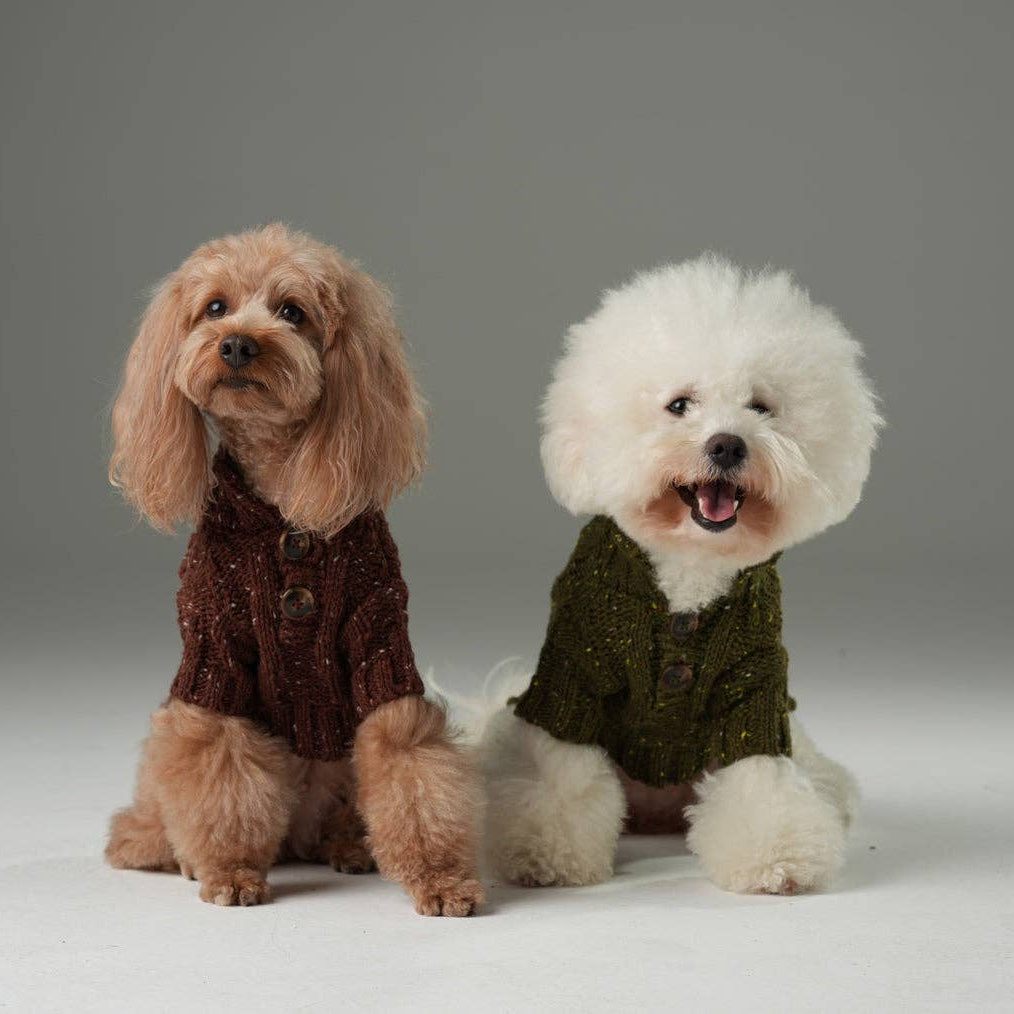 Two dogs wearing knitted sweaters on a plain background