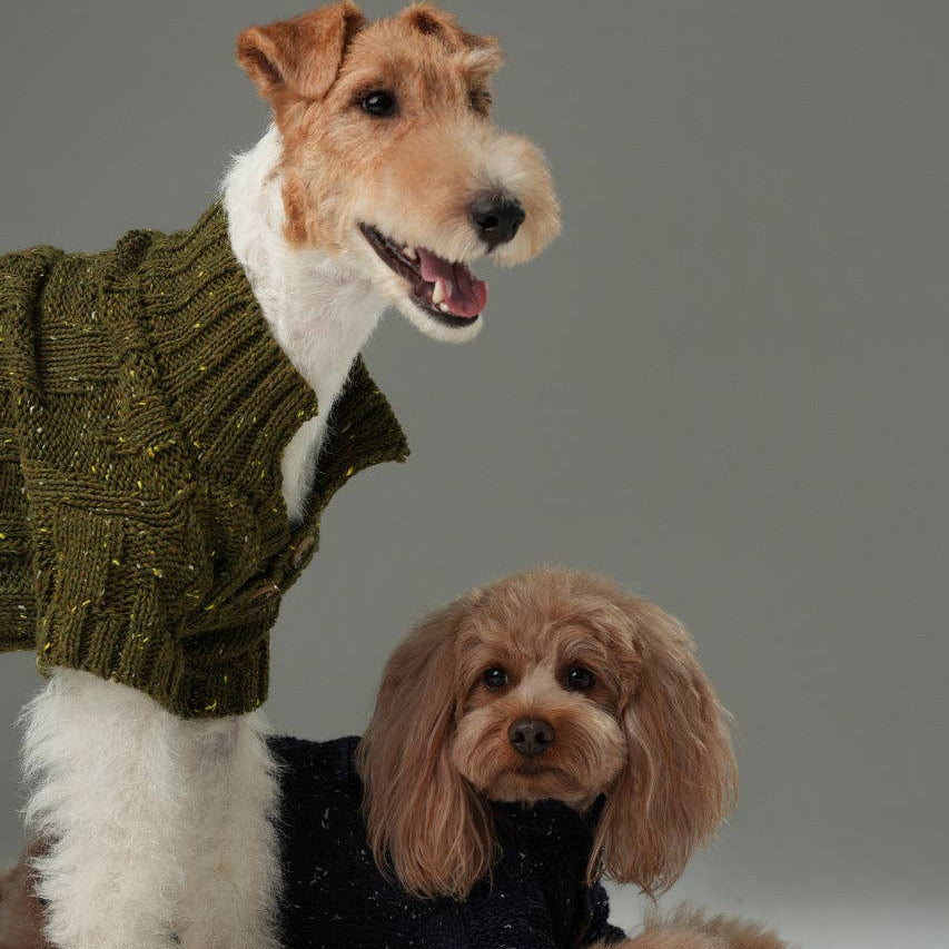 Two dogs wearing sweaters against a gray background