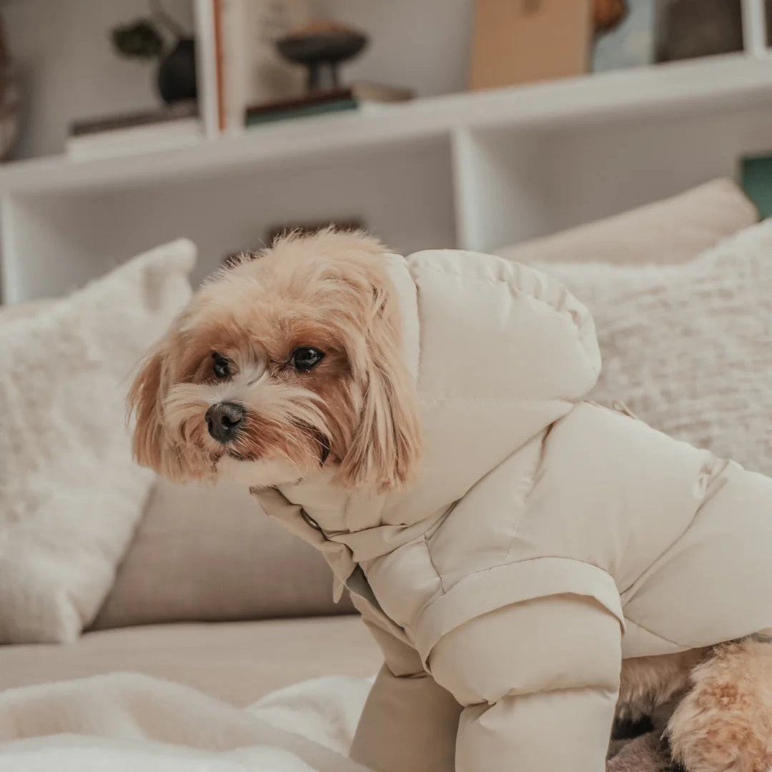 Small dog wearing a beige coat sitting on a couch with a blurred background