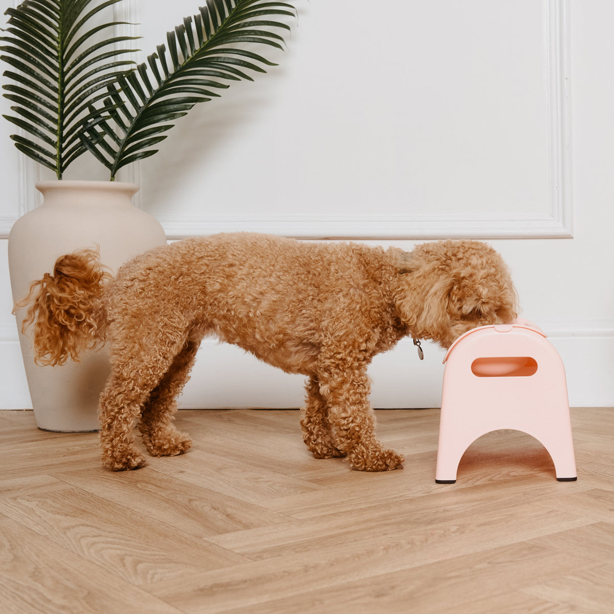 Dog standing on a wooden floor next to a small pink stool.