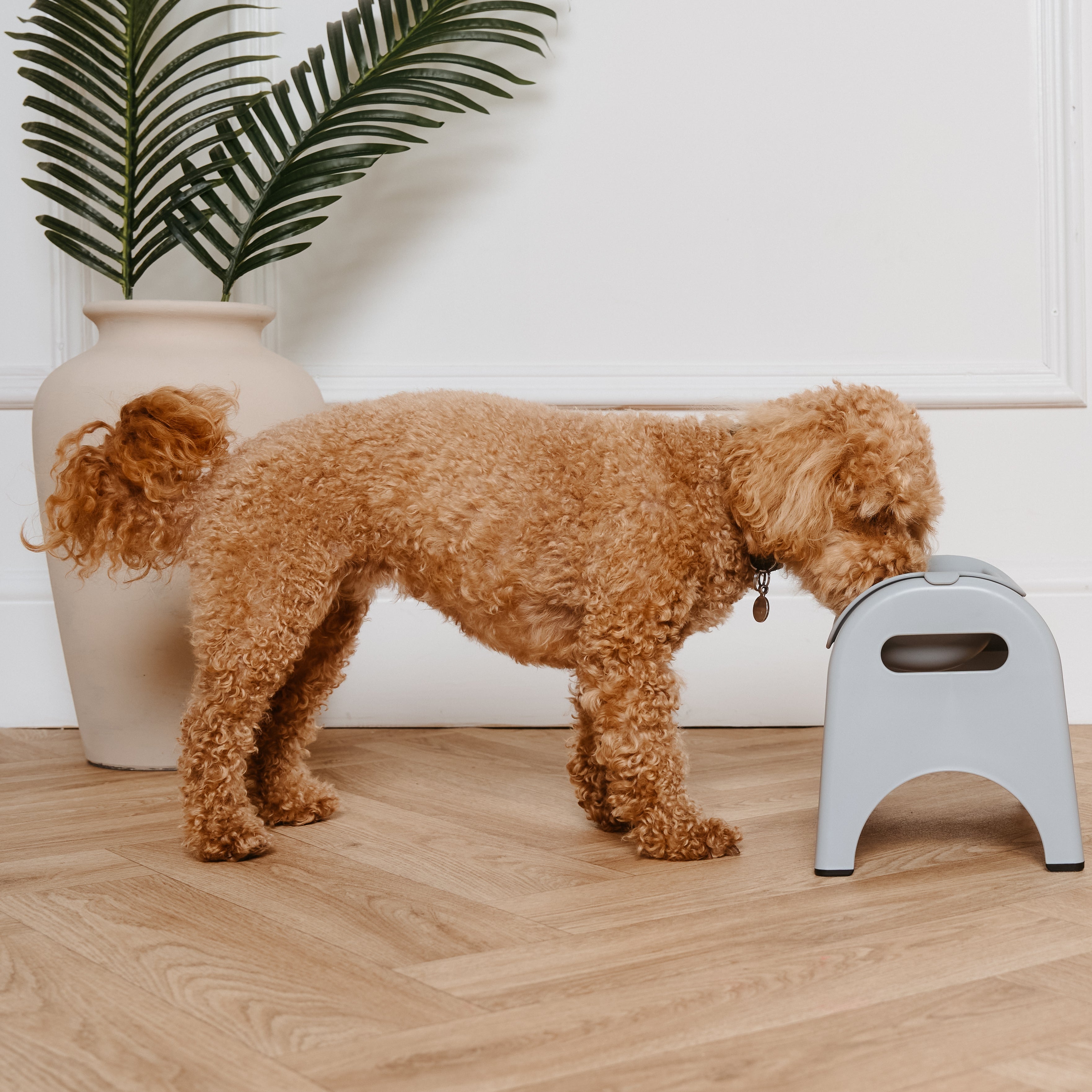 Dog interacting with a small stool on a wooden floor.