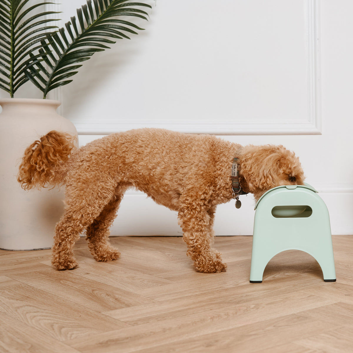Dog standing next to a small green stool in a room with a plant and chair.