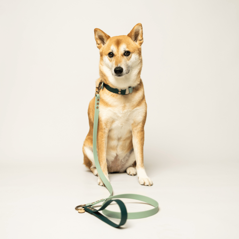 A Shiba Inu dog sits on a light gray studio background wearing a dark green collar and a sage green leash with gold-tone hardware.