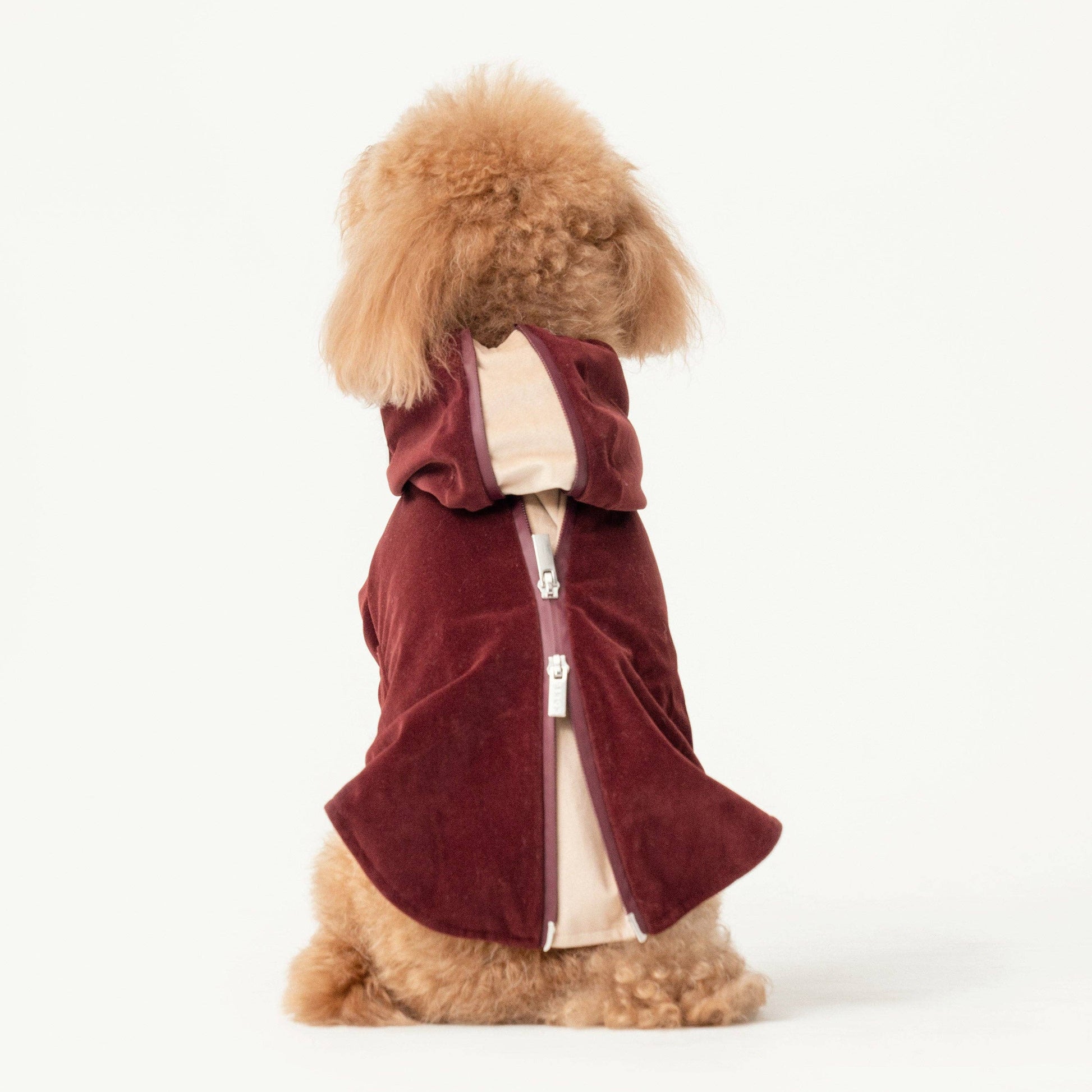 A small fluffy tan dog viewed from behind, wearing a burgundy hooded zip-front jacket over a cream shirt, photographed on a clean white studio background.