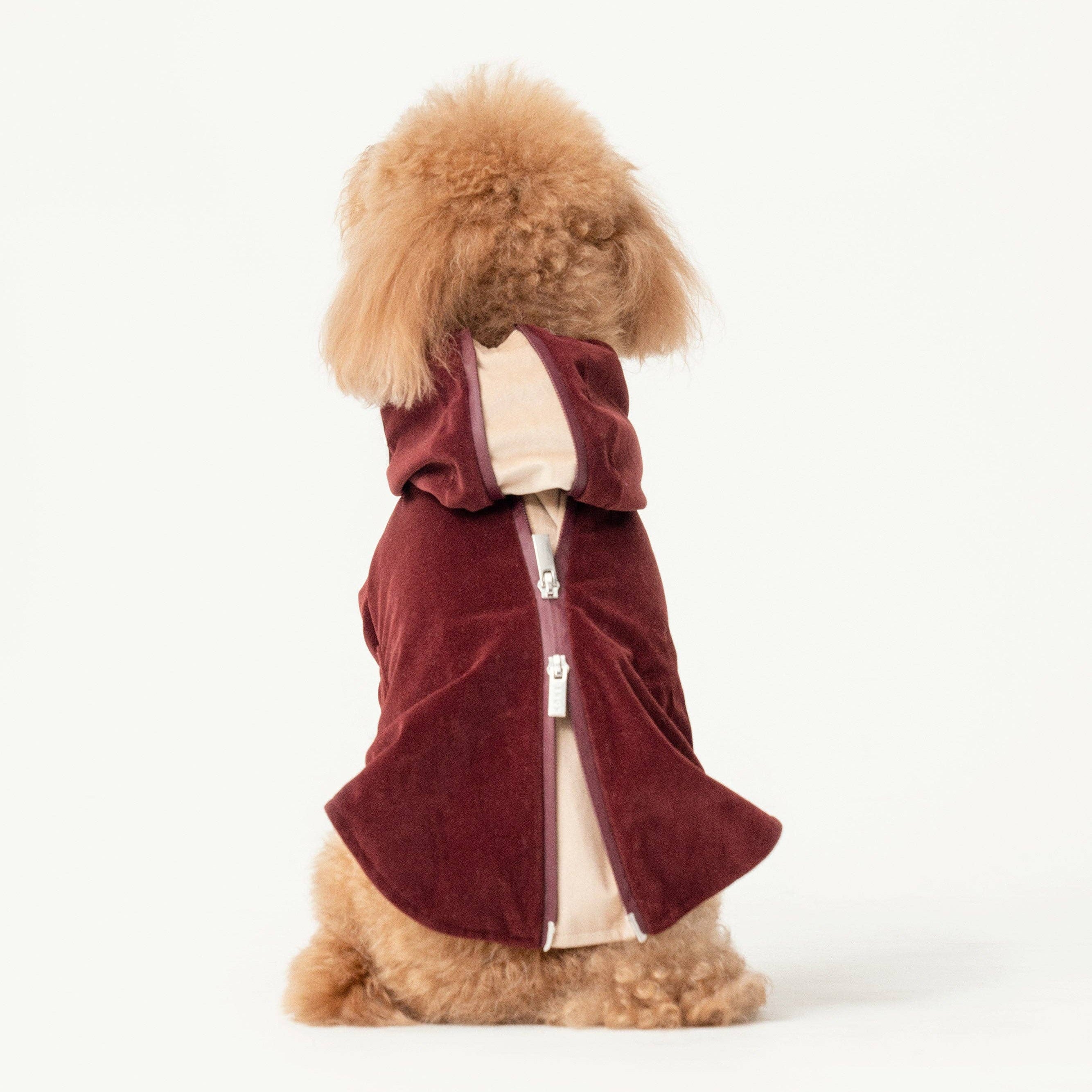 A small fluffy tan dog viewed from behind, wearing a burgundy hooded zip-front jacket over a cream shirt, photographed on a clean white studio background.