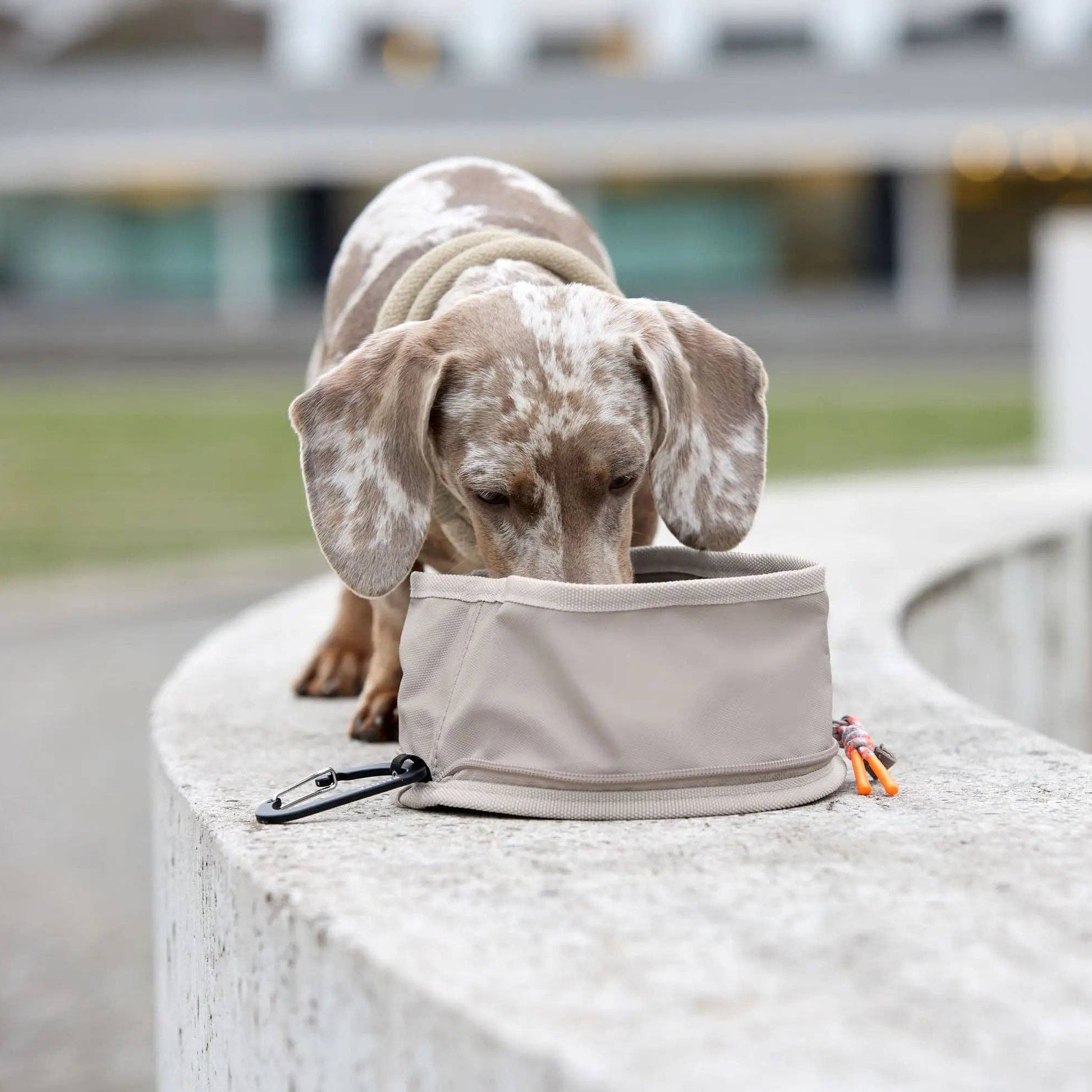 Portable dog bowl designed for food and water whilst travelling, walking and adventuring.