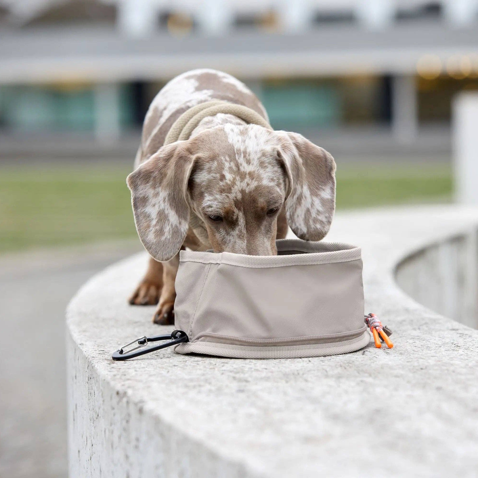 Portable dog bowl designed for food and water whilst travelling, walking and adventuring.