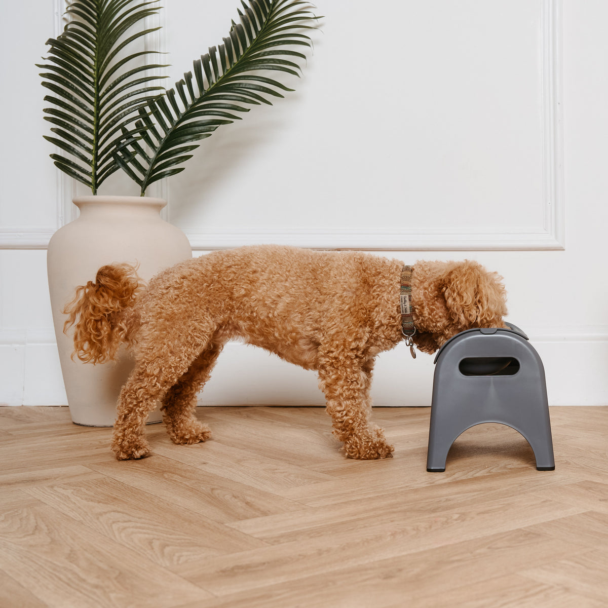 Small brown dog standing next to a small gray stool in a living room.