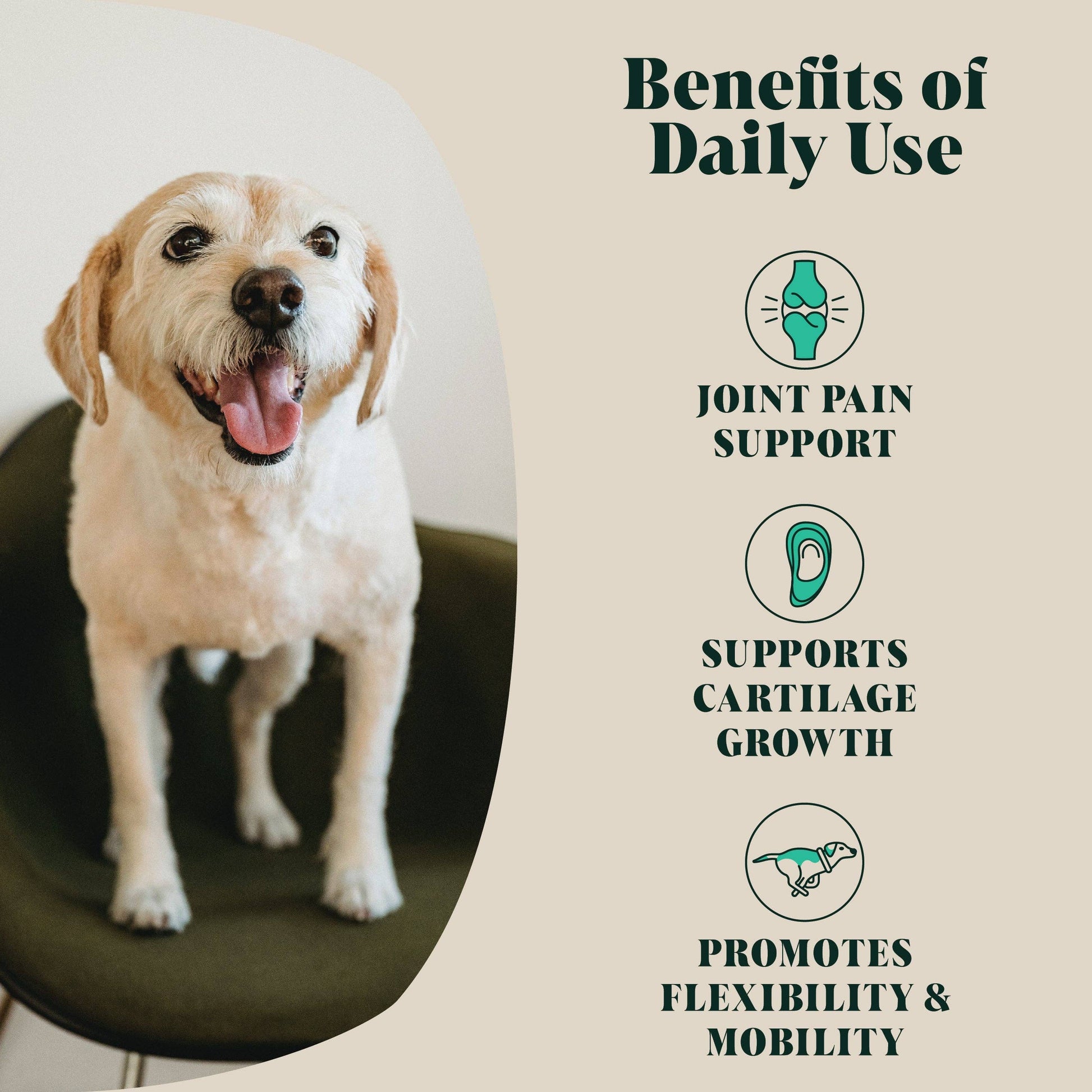 Hackney Dog House Green Lipped Mussel Powder for everyday dog joint and mobility support.