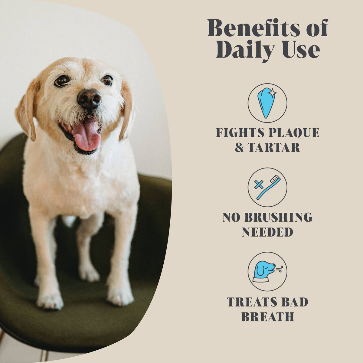Hackney Dog House Plaque Seaweed Powder for everyday dog dental care.