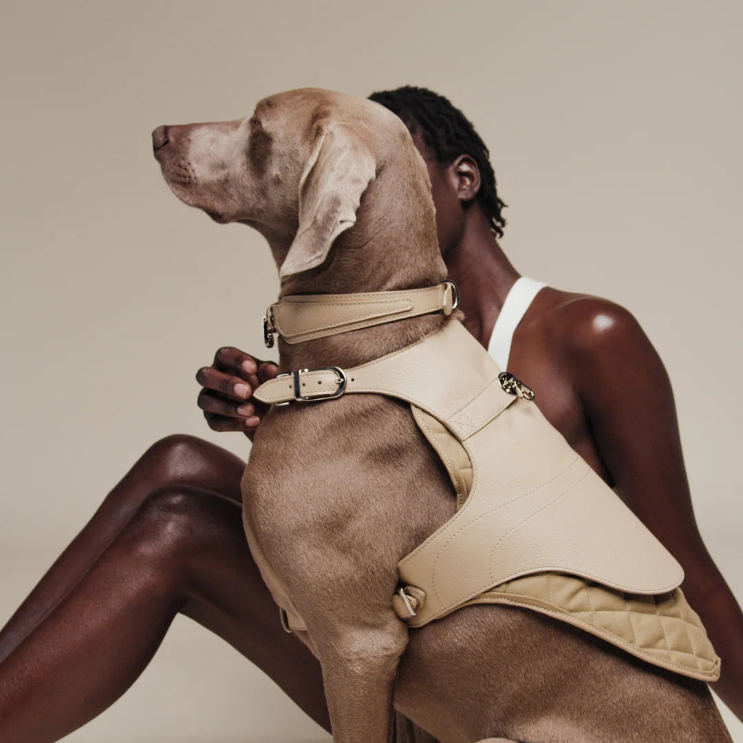 Luxury designer dog walking harness with adjustable fit