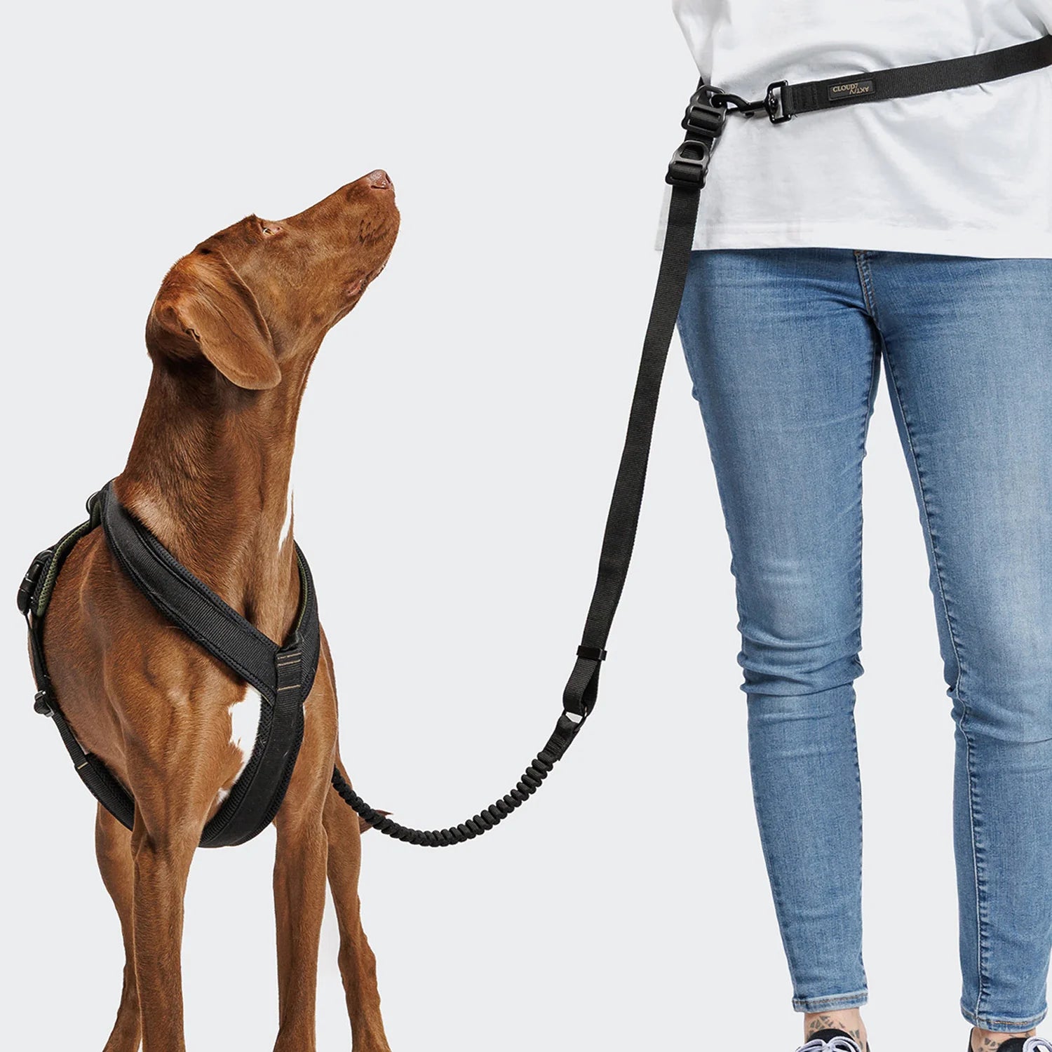 Cloud7 AKTIV jogging leash with adjustable hands-free functionality for active dog owners.
