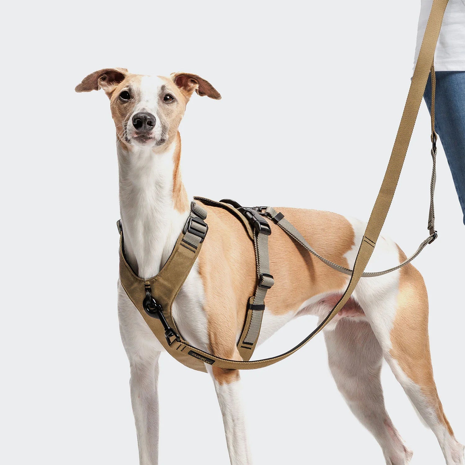 Dog wearing a brown harness on a white background