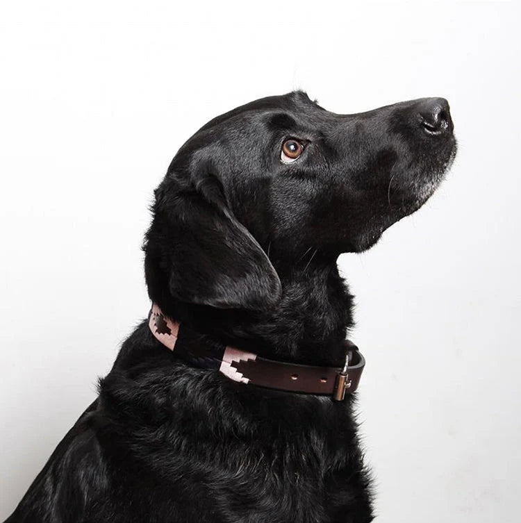 pampeano Hermoso leather dog collar with light pink and deep navy woven detailing