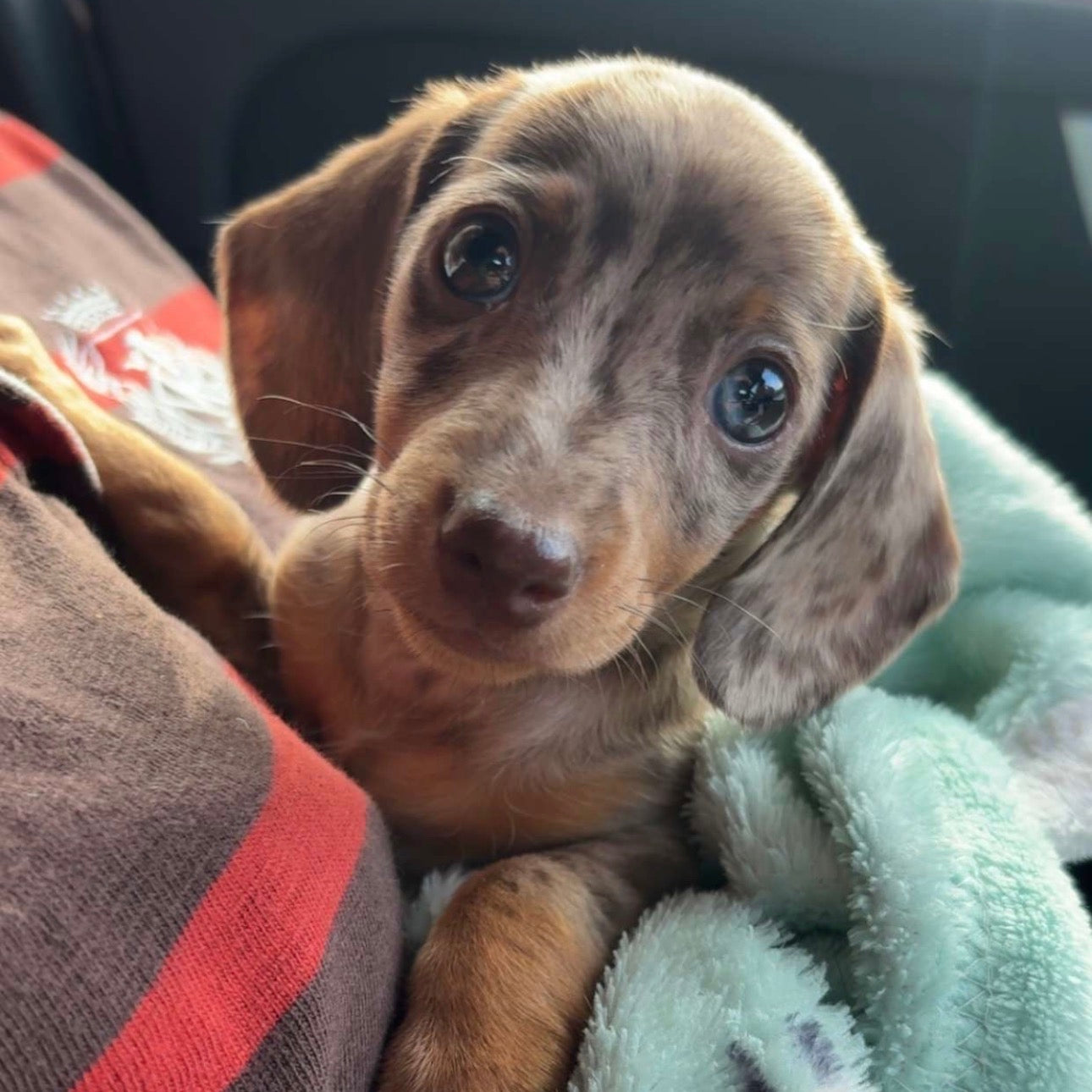 The Dachshund Edit