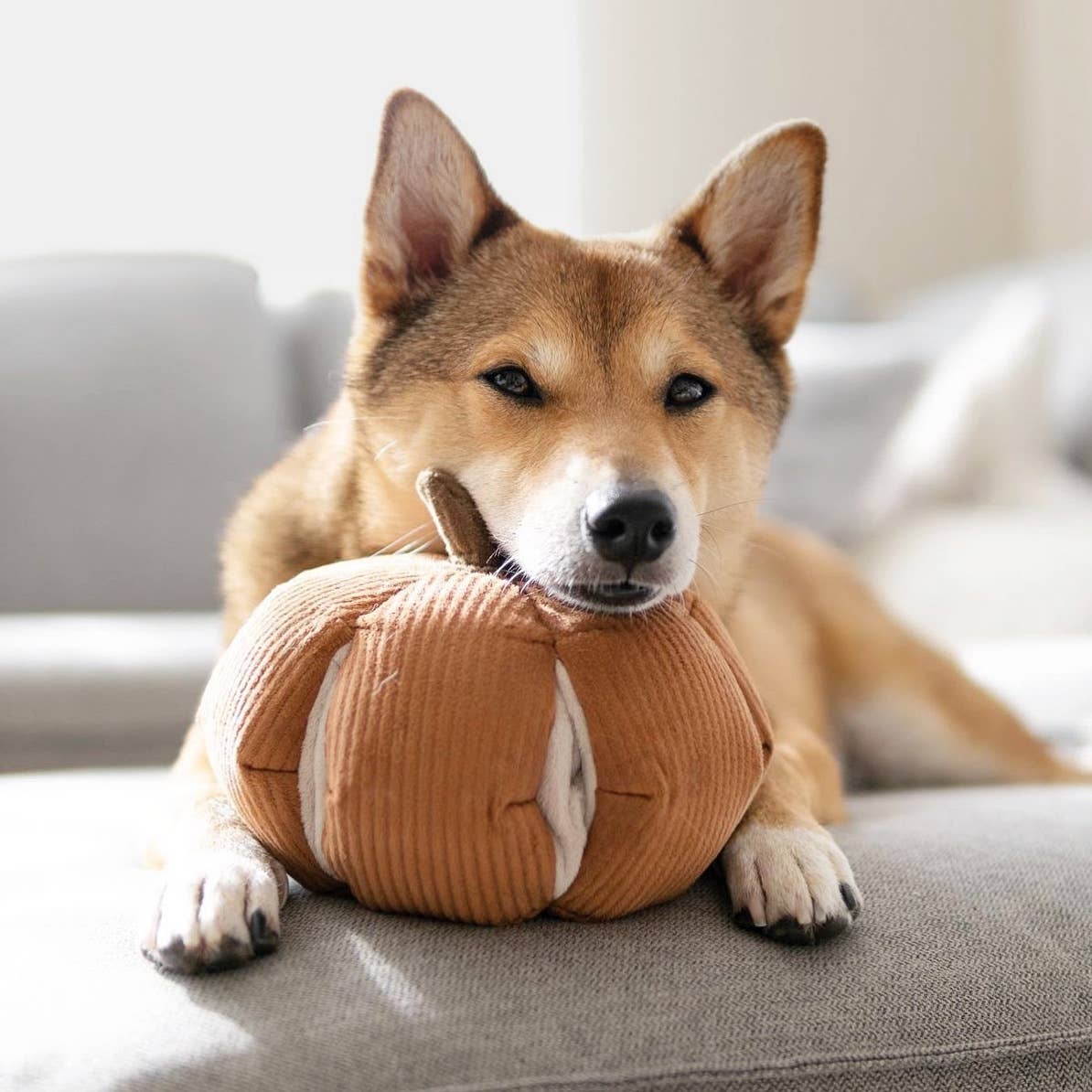 Dog playing with a plush toy on a couch