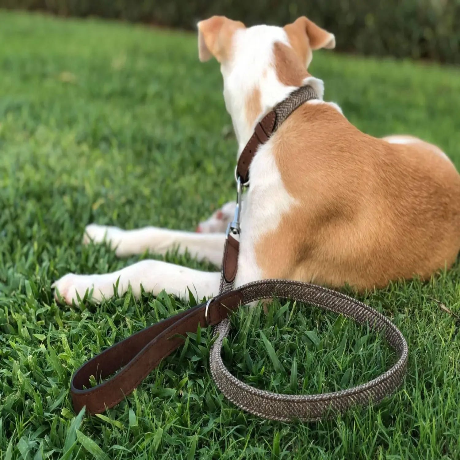 Dog lying on grass with a brown dog leash in front