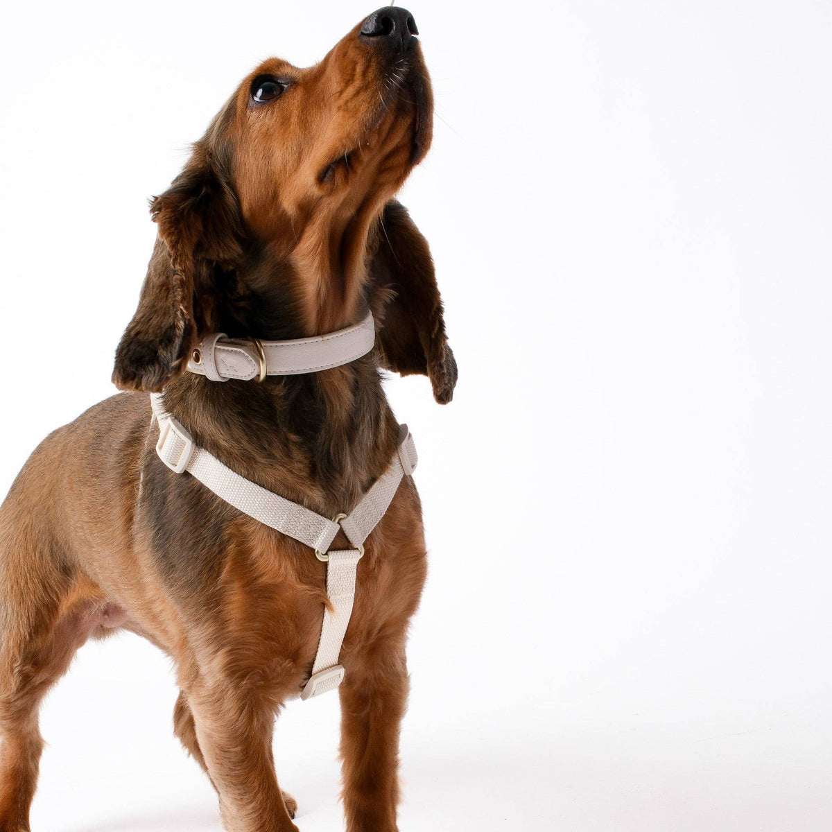 Light Ivory Y-shaped dog harness by Barc London with gold hardware.