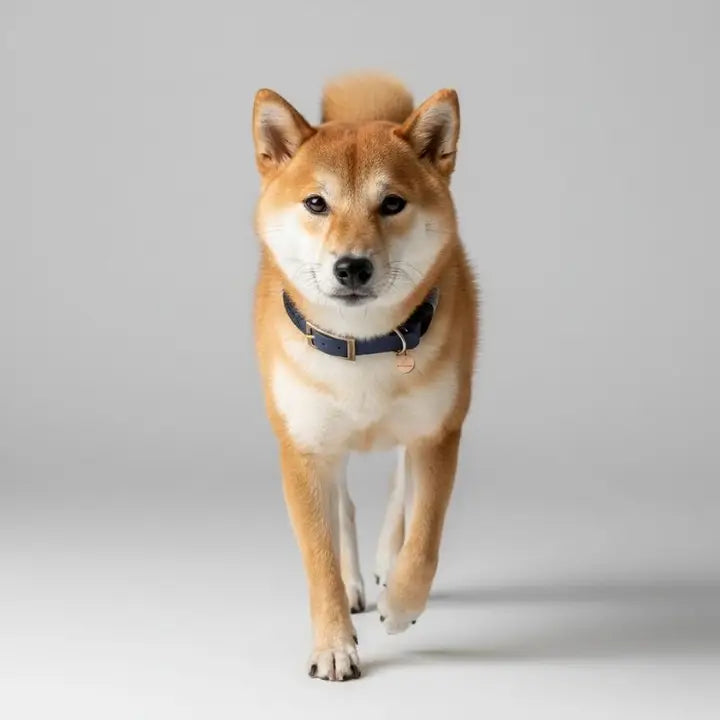 KITSUNE