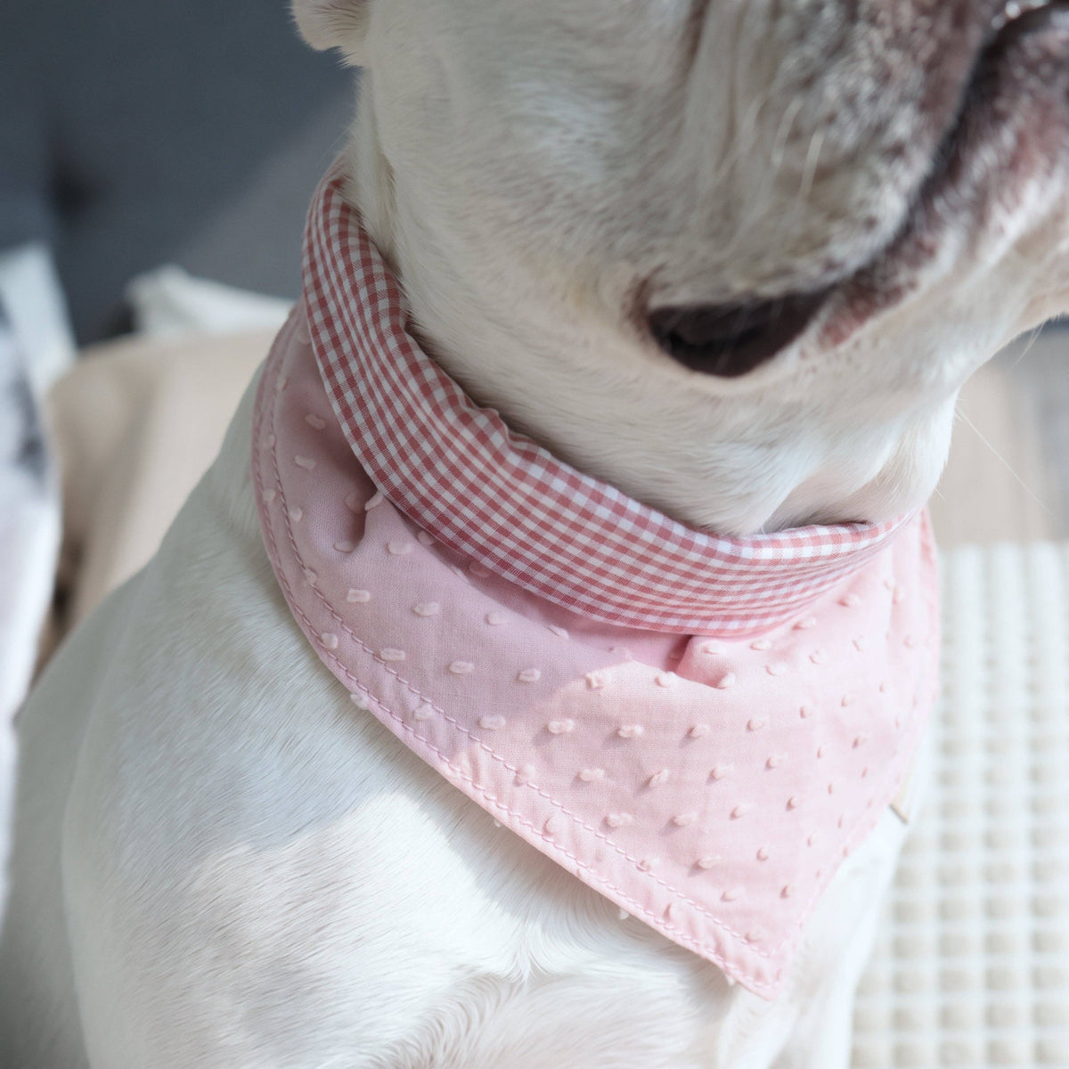 Reversible Lambwolf dog bandana with pink gingham and textured blush designs