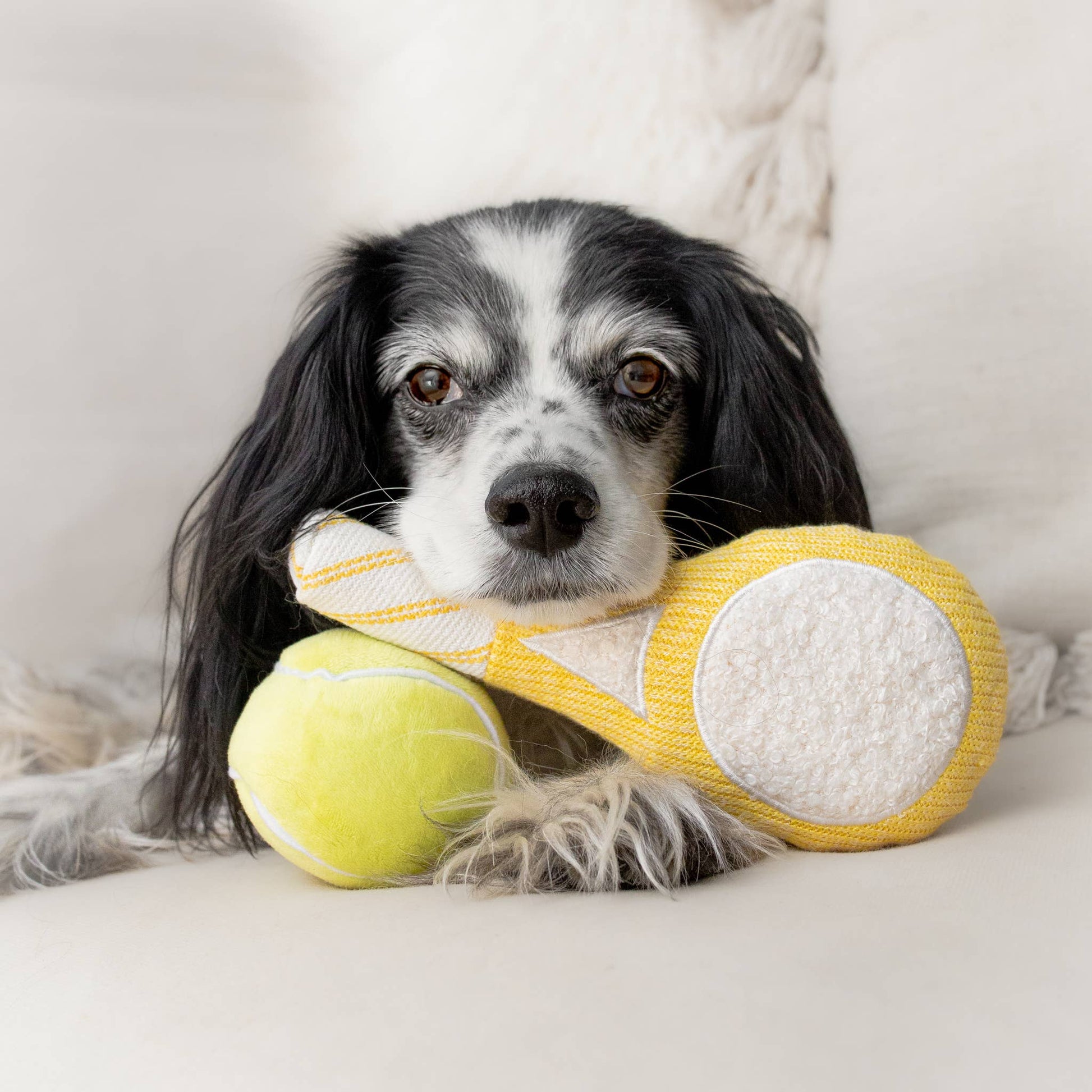Dog with a yellow toy and tennis ball on a white couch