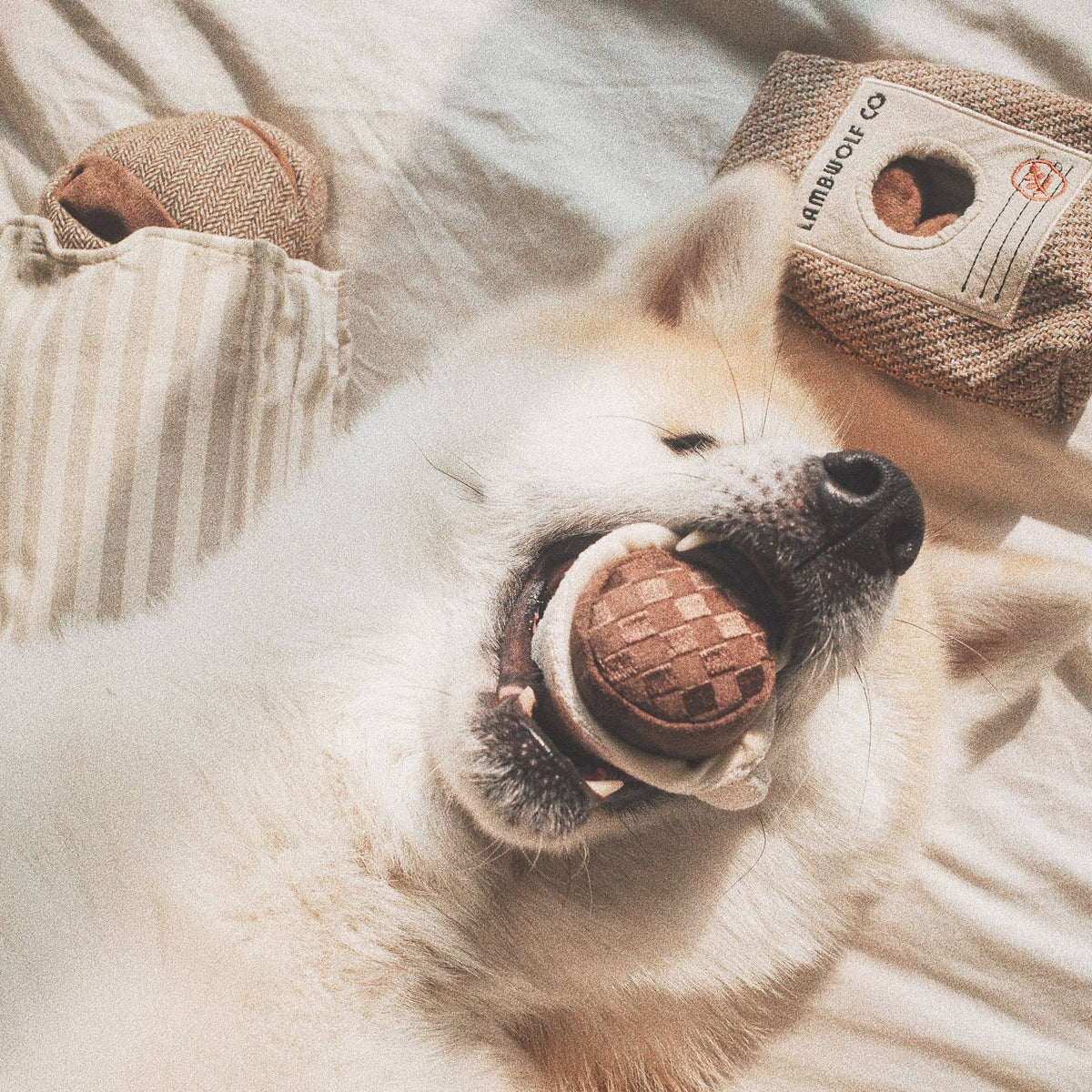 Mini espresso coffee cup dog toy designed for interactive nosework play