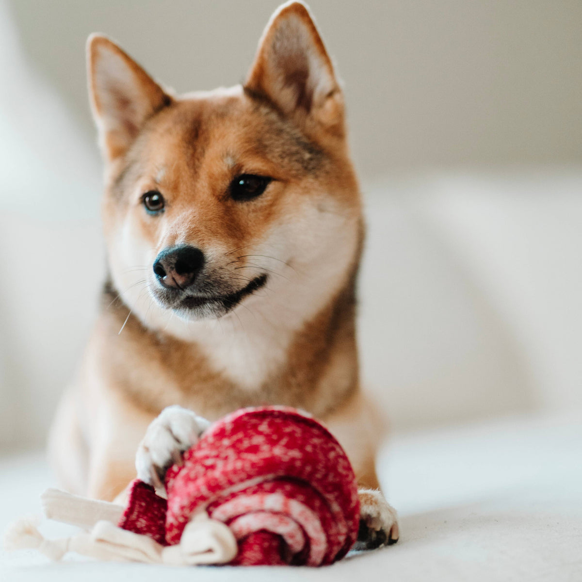 Lambwolf Lollipop snuffle toy with knitted folds for hiding dog treats