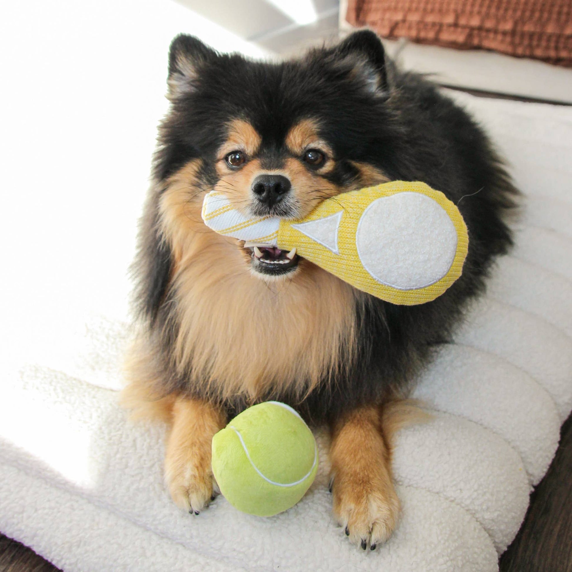 Dog holding a toy in its mouth with a tennis ball on a blanket