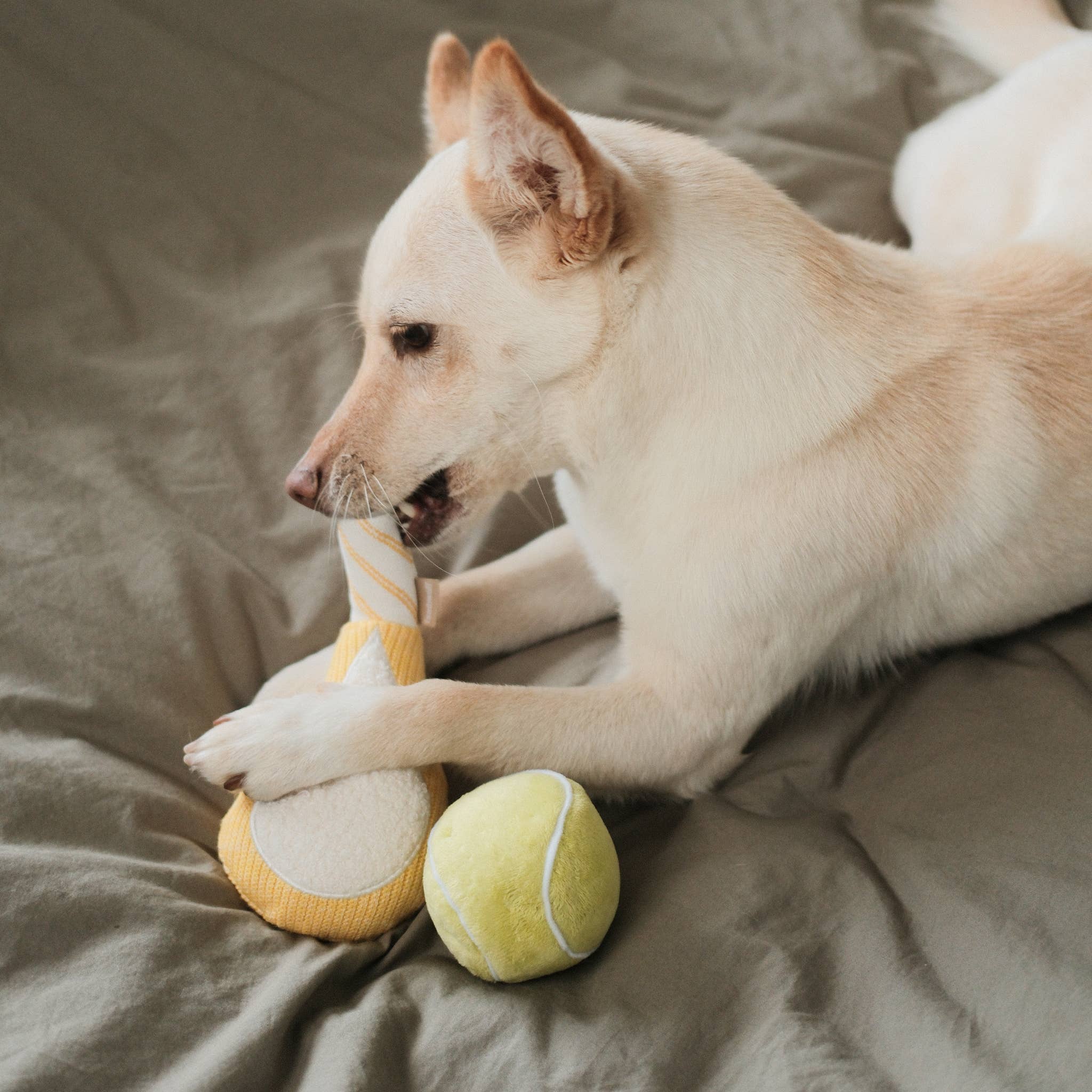 Dog playing with a toy and tennis ball on a bed