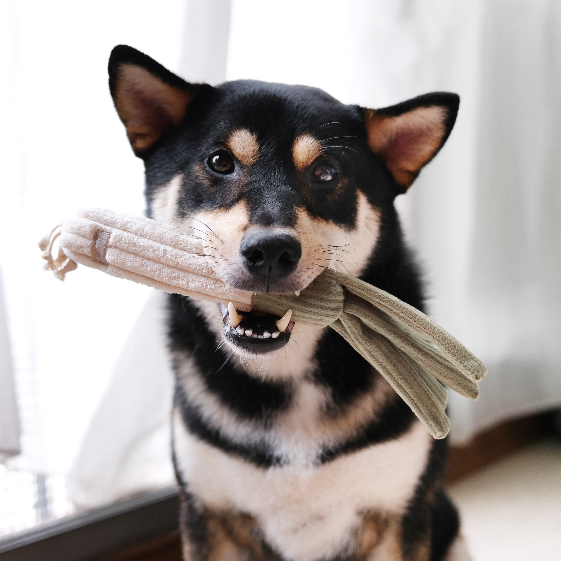 Dog holding a chew toy in its mouth with a blurred background